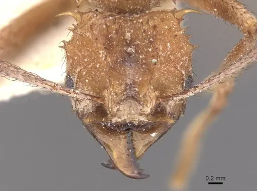 Acromyrmex coronatus specimen CASENT0909403 image casent0909403_2