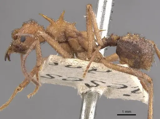 Acromyrmex coronatus specimen CASENT0909403 image casent0909403_3