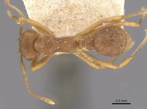 Acromyrmex coronatus specimen CASENT0909404 image casent0909404_1