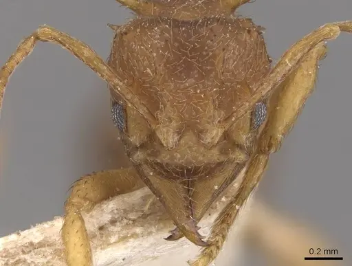 Acromyrmex coronatus specimen CASENT0909404 image casent0909404_2