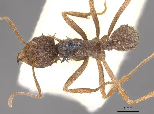 Acromyrmex coronatus specimen CASENT0909405 image casent0909405_1