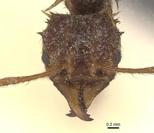Acromyrmex coronatus specimen CASENT0909405 image casent0909405_2