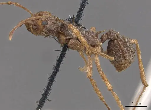 Acromyrmex coronatus specimen CASENT0909405 image casent0909405_3
