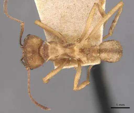 Acromyrmex coronatus specimen CASENT0909406 image casent0909406_1