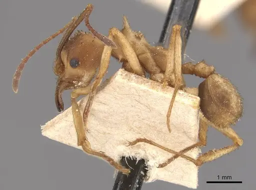 Acromyrmex coronatus specimen CASENT0909406 image casent0909406_3