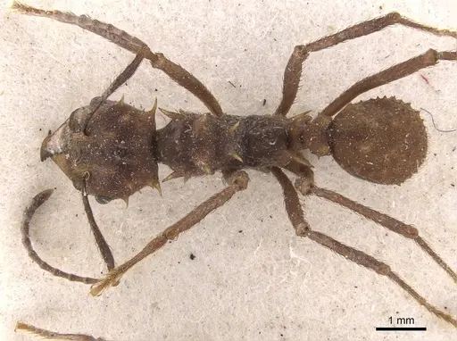 Acromyrmex coronatus specimen CASENT0909407 image casent0909407_1