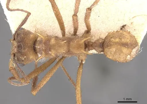 Acromyrmex coronatus specimen CASENT0909408 image casent0909408_1