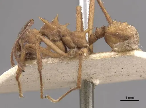 Acromyrmex coronatus specimen CASENT0909408 image casent0909408_3