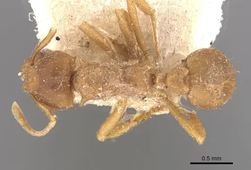 Acromyrmex coronatus specimen CASENT0909409 image casent0909409_1