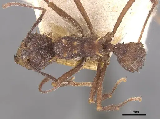 Acromyrmex coronatus specimen CASENT0909410 image casent0909410_1