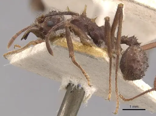 Acromyrmex coronatus specimen CASENT0909410 image casent0909410_3