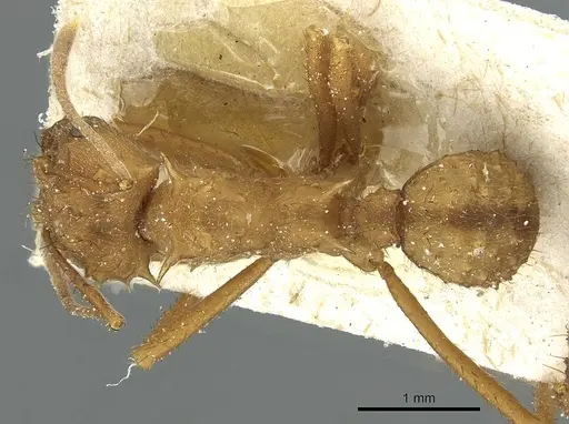 Acromyrmex coronatus specimen CASENT0912442 image casent0912442_1