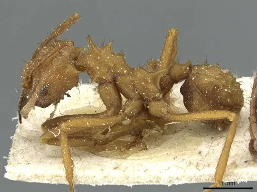 Acromyrmex coronatus specimen CASENT0912442 image casent0912442_3
