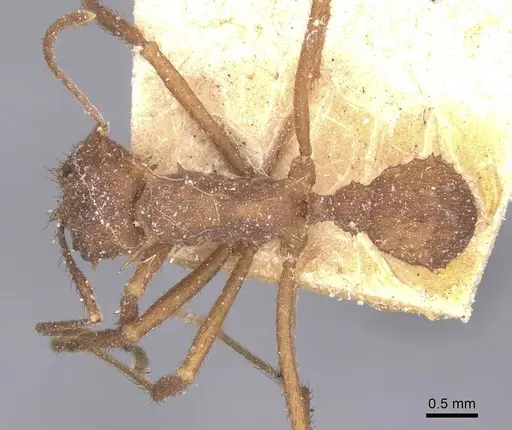 Acromyrmex coronatus specimen CASENT0912443 image casent0912443_1