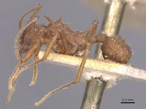 Acromyrmex coronatus specimen CASENT0912443 image casent0912443_3