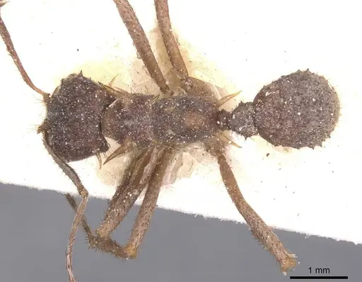 Acromyrmex coronatus specimen CASENT0912444 image casent0912444_1