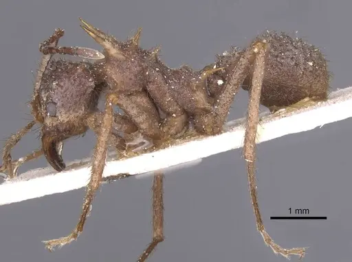 Acromyrmex coronatus specimen CASENT0912444 image casent0912444_3