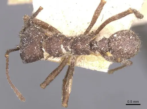 Acromyrmex coronatus specimen CASENT0912445 image casent0912445_1
