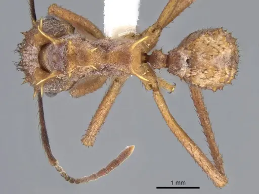 Acromyrmex coronatus specimen CASENT0922021 image casent0922021_1