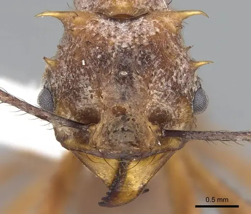 Acromyrmex coronatus specimen CASENT0922021 image casent0922021_2