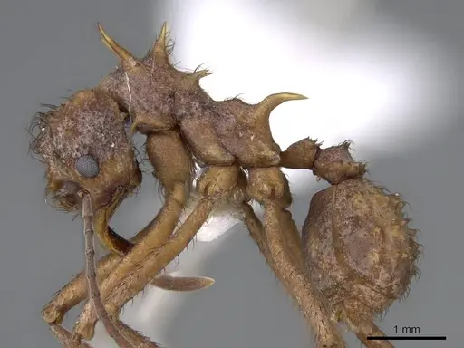 Acromyrmex coronatus specimen CASENT0922021 image casent0922021_3