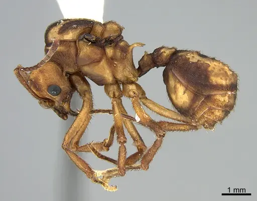 Acromyrmex coronatus specimen CASENT0923570 image casent0923570_1