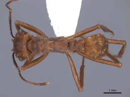 Acromyrmex coronatus specimen FMNHINS0000046880 image fmnhins0000046880_1