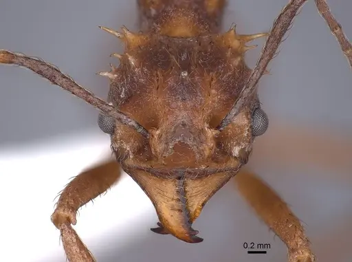 Acromyrmex coronatus specimen FMNHINS0000046880 image fmnhins0000046880_2