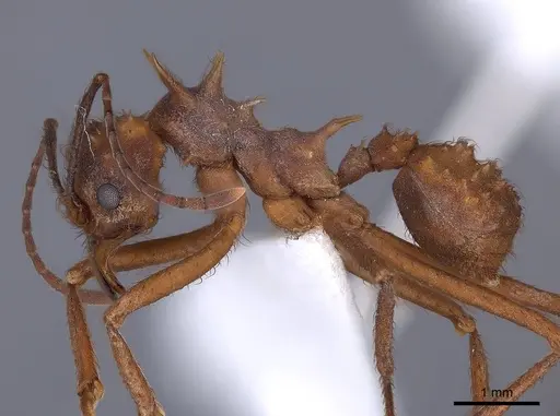 Acromyrmex coronatus specimen FMNHINS0000046880 image fmnhins0000046880_3