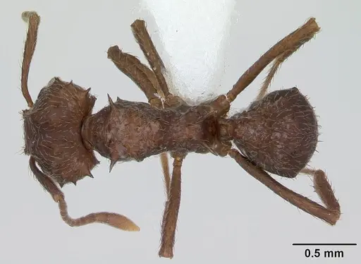 Acromyrmex crassispinus specimen CASENT0173793 image casent0173793_1