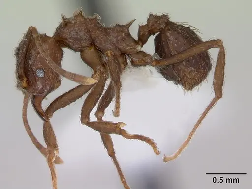 Acromyrmex crassispinus specimen CASENT0173793 image casent0173793_3