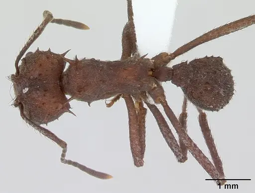 Acromyrmex crassispinus specimen CASENT0173794 image casent0173794_1
