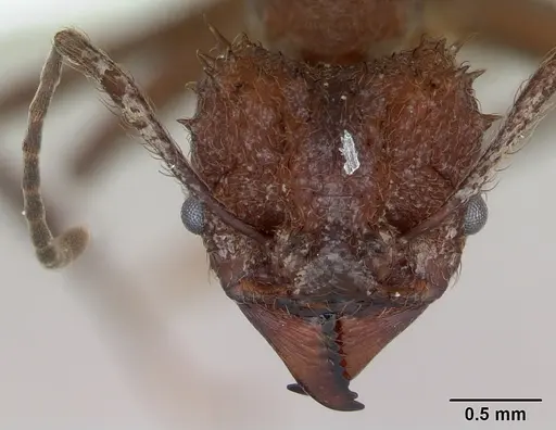 Acromyrmex crassispinus specimen CASENT0173794 image casent0173794_2