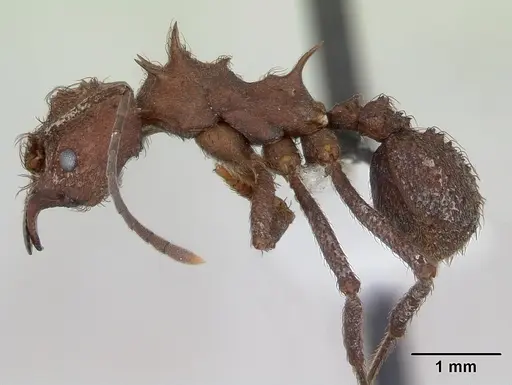 Acromyrmex crassispinus specimen CASENT0173794 image casent0173794_3