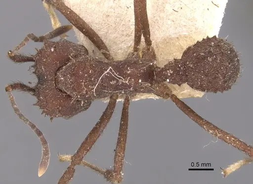 Acromyrmex crassispinus specimen CASENT0904995 image casent0904995_1