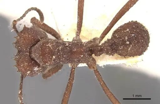 Acromyrmex crassispinus specimen CASENT0909411 image casent0909411_1