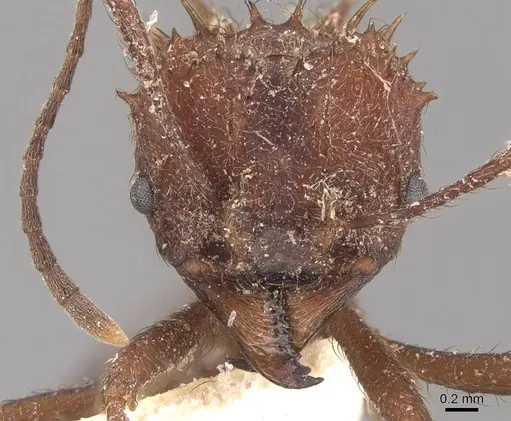 Acromyrmex crassispinus specimen CASENT0909411 image casent0909411_2