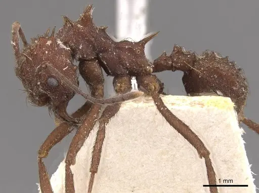 Acromyrmex crassispinus specimen CASENT0909411 image casent0909411_3