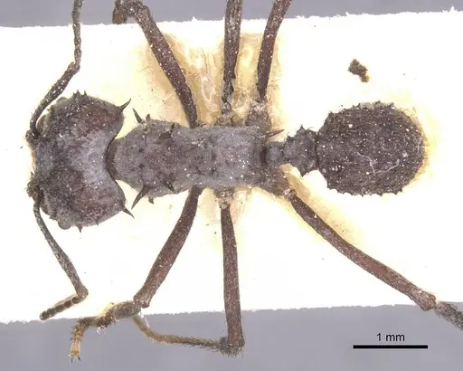Acromyrmex crassispinus specimen CASENT0912446 image casent0912446_1