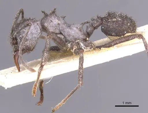 Acromyrmex crassispinus specimen CASENT0912446 image casent0912446_3