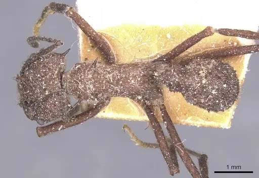 Acromyrmex crassispinus specimen CASENT0912447 image casent0912447_1