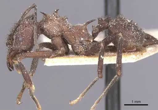 Acromyrmex crassispinus specimen CASENT0912447 image casent0912447_3