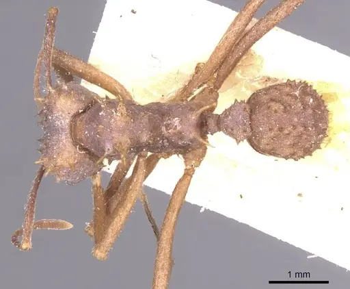 Acromyrmex crassispinus specimen CASENT0912448 image casent0912448_1