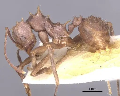 Acromyrmex crassispinus specimen CASENT0912448 image casent0912448_3