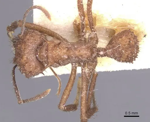 Acromyrmex crassispinus specimen CASENT0912449 image casent0912449_1