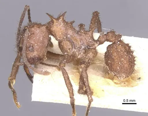Acromyrmex crassispinus specimen CASENT0912449 image casent0912449_3