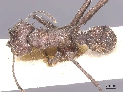 Acromyrmex crassispinus specimen CASENT0912450 image casent0912450_1