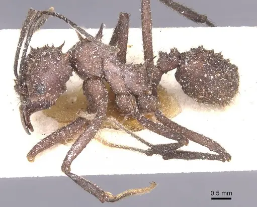 Acromyrmex crassispinus specimen CASENT0912450 image casent0912450_3
