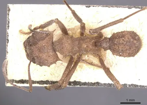 Acromyrmex crassispinus specimen CASENT0912451 image casent0912451_1