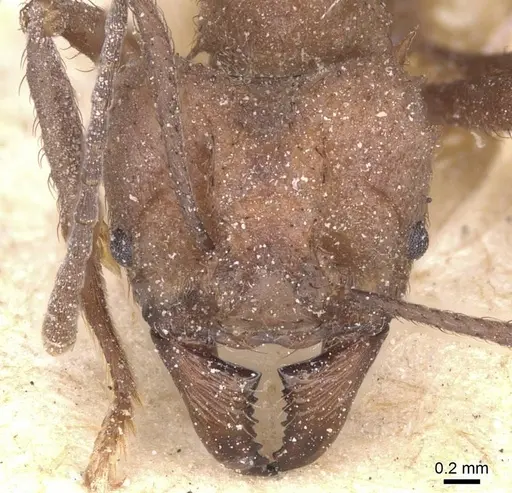 Acromyrmex crassispinus specimen CASENT0912451 image casent0912451_2